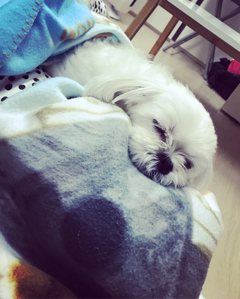 개똥이 이미지