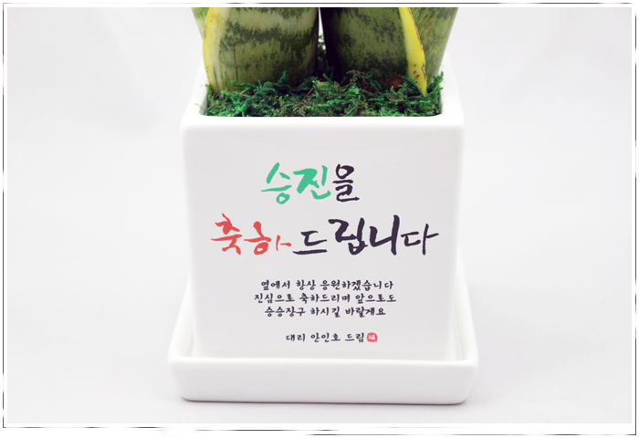 조아그린 이미지