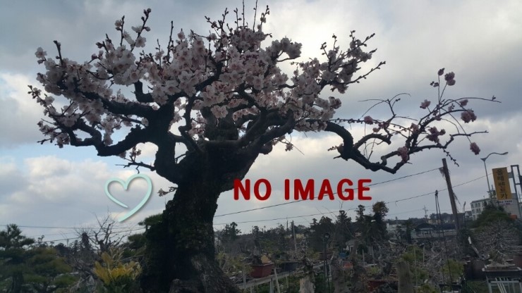 연동탐라 이미지
