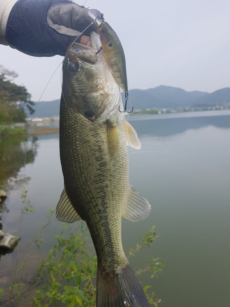 네꼬재팬 이미지