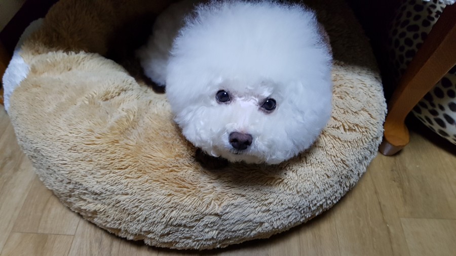 코코부엉이 이미지