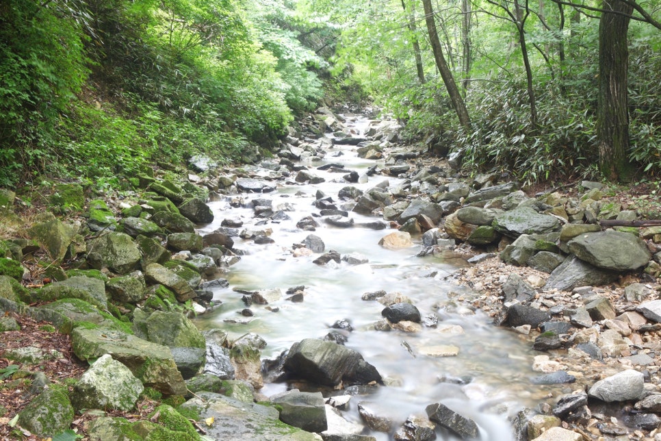 지지몰 이미지
