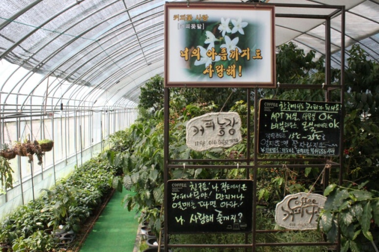 가평하늘커피농장 이미지