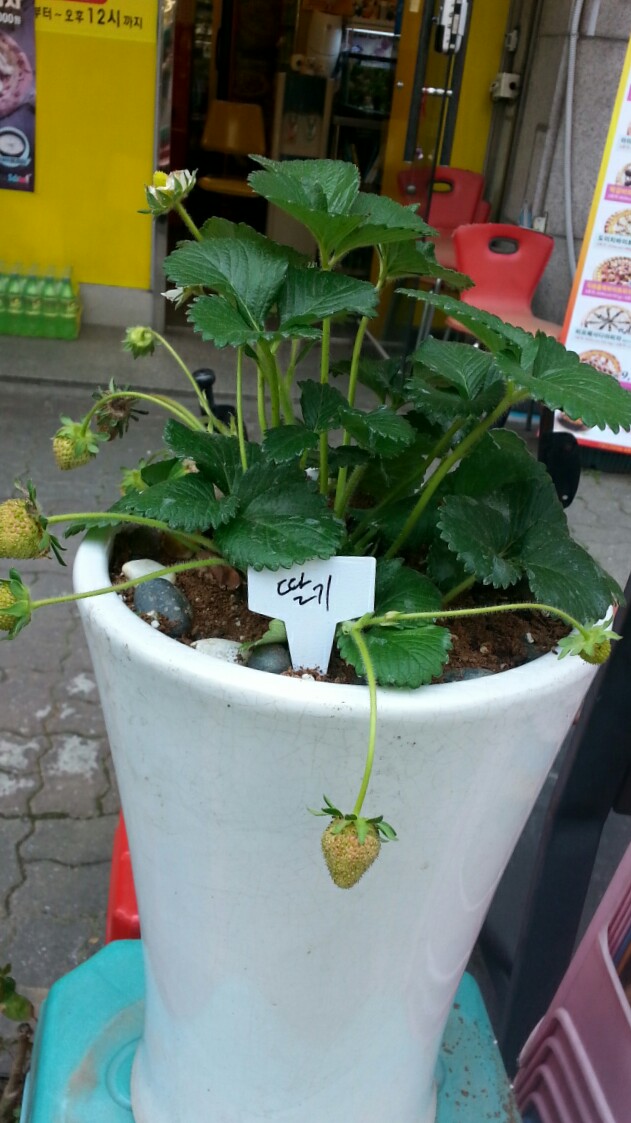 피자스쿨 구로5동점 이미지