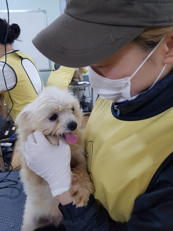 이현경애견미용학원 이미지