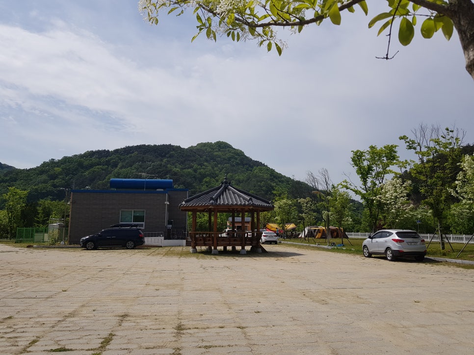 강변사리 이미지