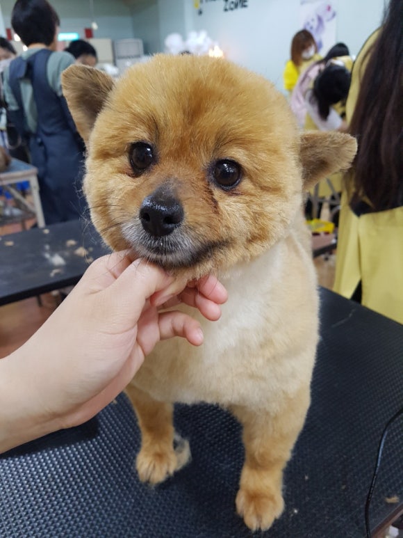 이현경애견미용학원 이미지
