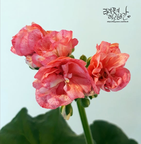 화경슈퍼 이미지