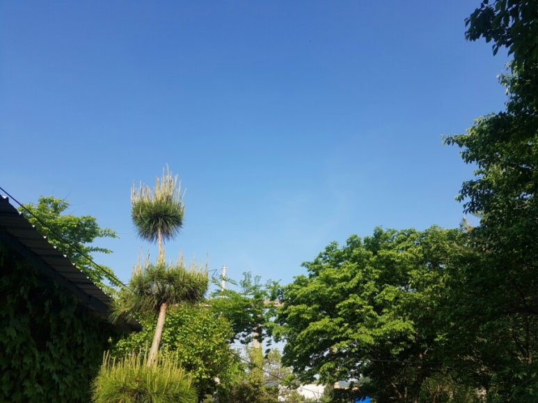 CLEAN청송사과즙 이미지