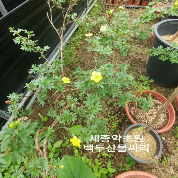세종약초원 이미지