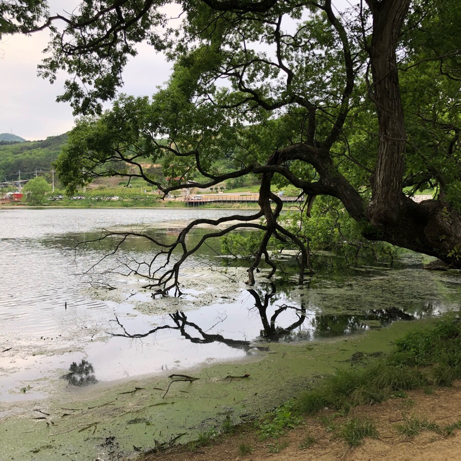 베스킨라빈스양평 이미지