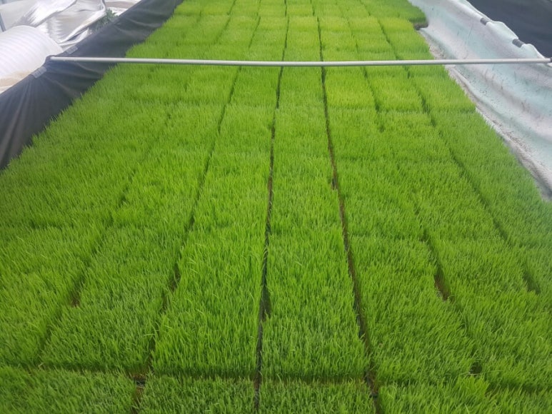 CLEAN청송사과즙 이미지