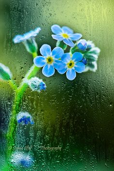 물망초forgetmenot 이미지