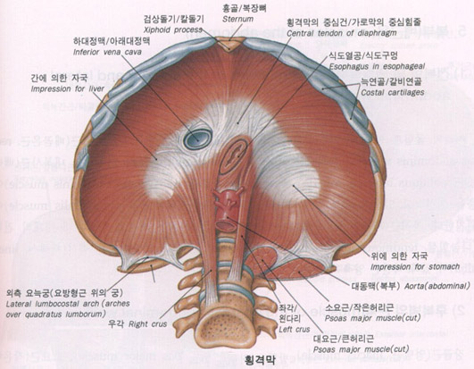 피지오스 이미지