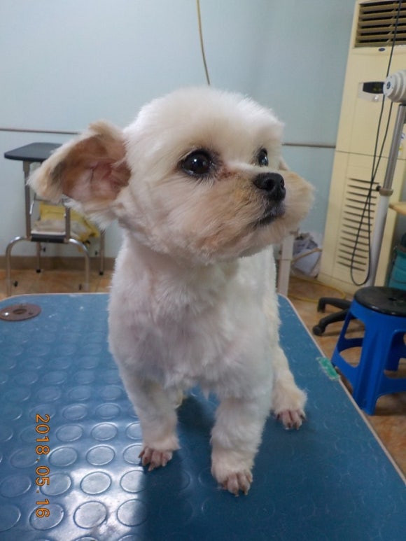 이현경애견미용학원 이미지