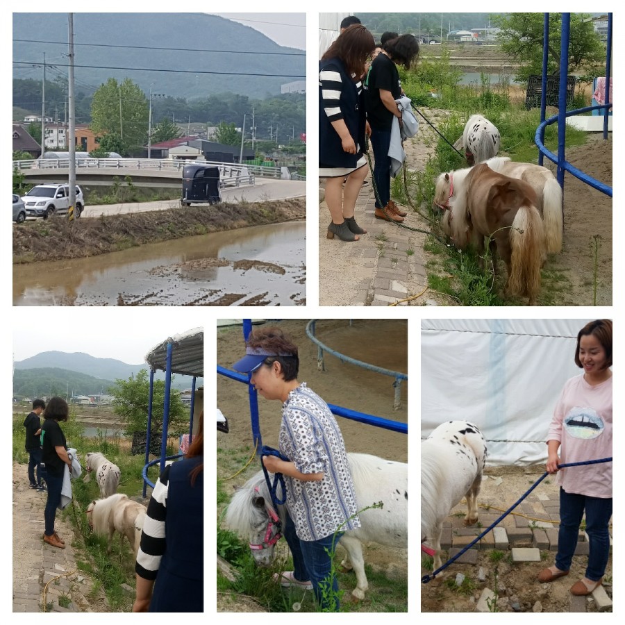 용인포니클럽 이미지