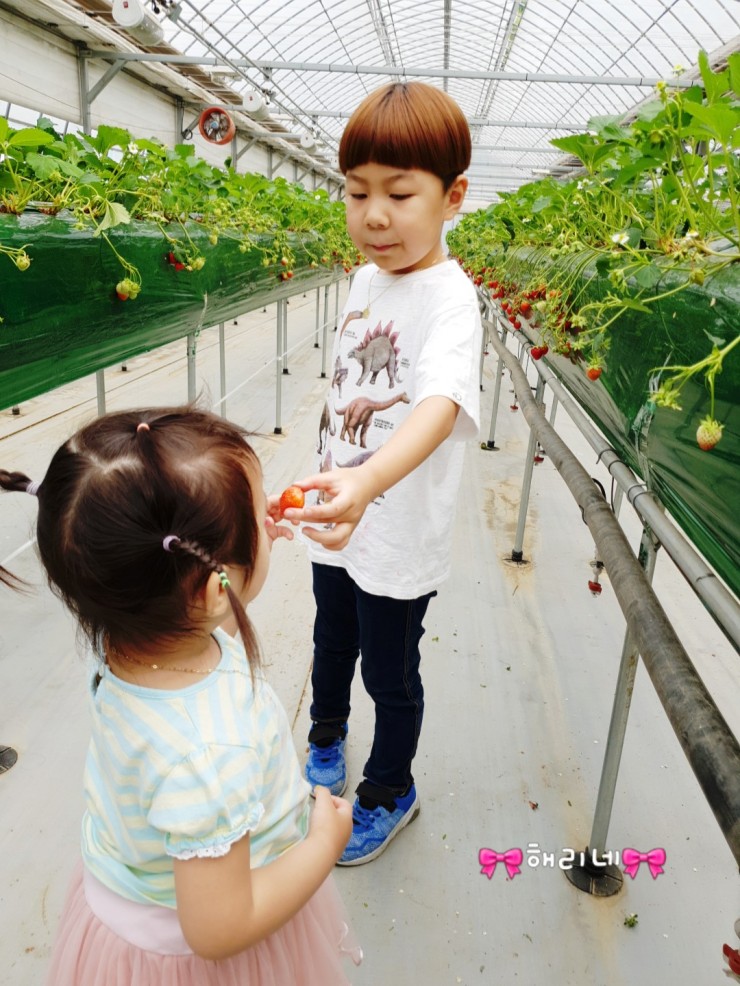 숲속에 딸기 이미지