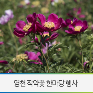 영천오이소 이미지