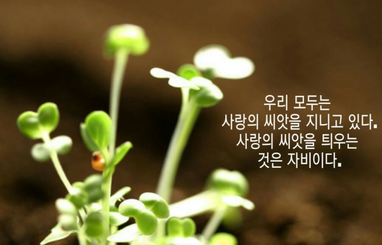 씨앗사랑 이미지