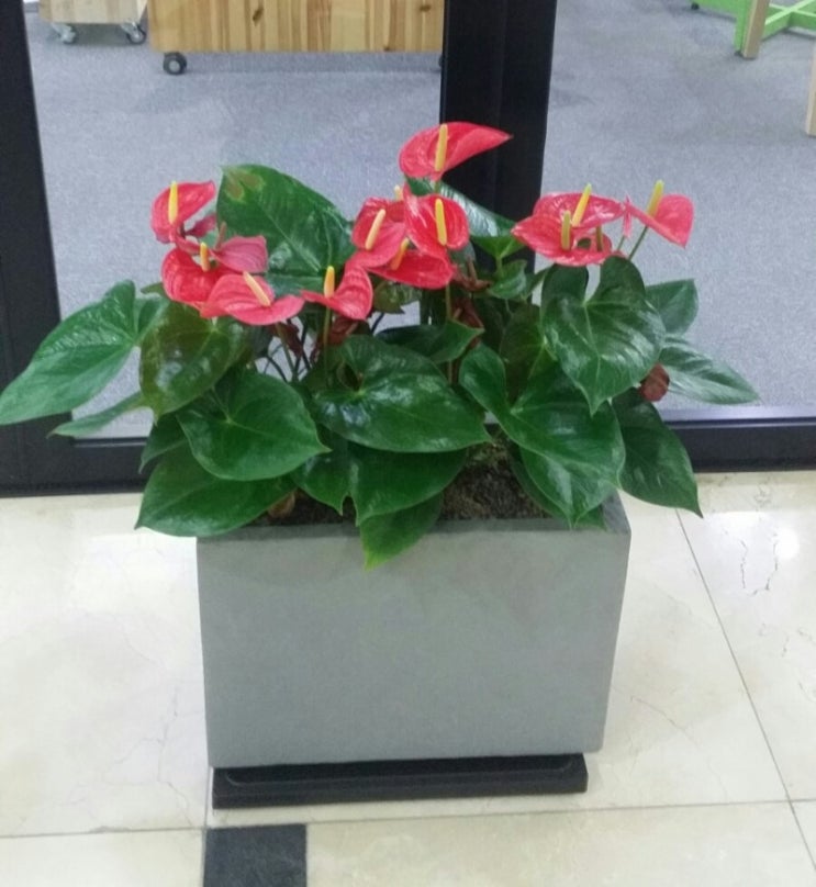 세실플라워 이미지