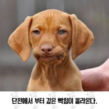 평안건기 이미지