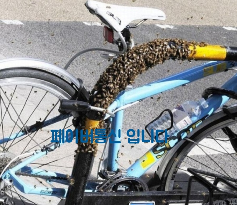 대박자전거 이미지