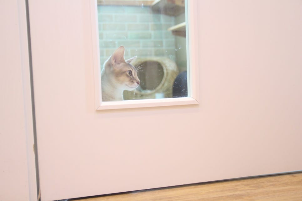캣츠호텔 이미지