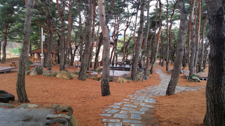 솔밭야영장 이미지