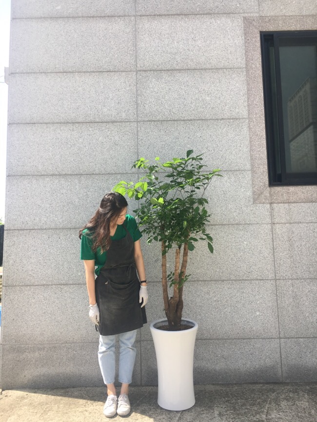 피오니플랜트 이미지