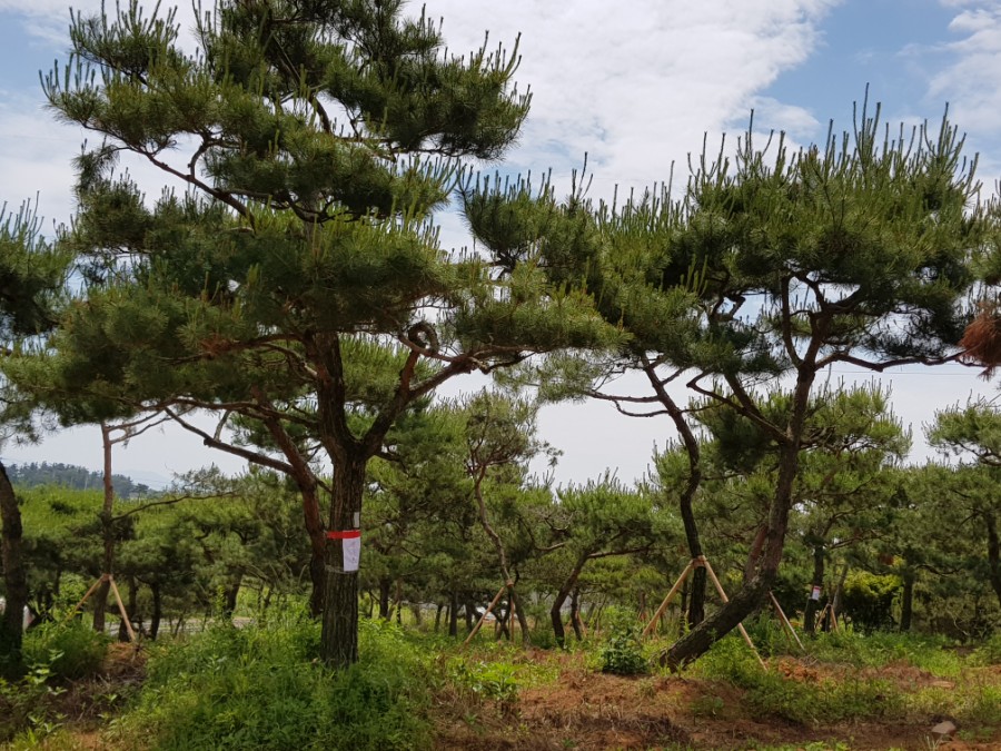 소나무분식 이미지