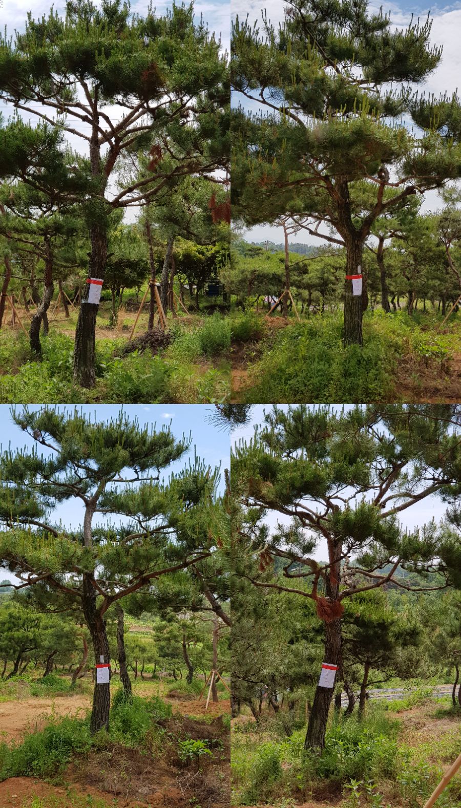 소나무분식 이미지