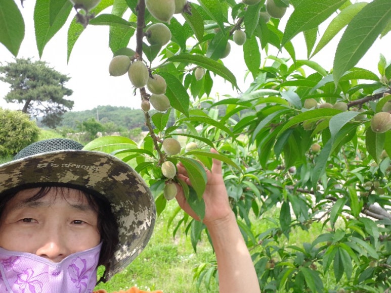 으뜸 복숭아 풍경 이미지