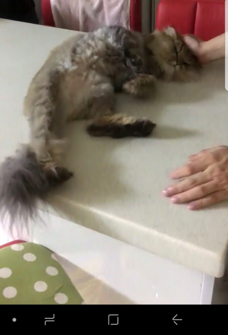하나궁 이미지
