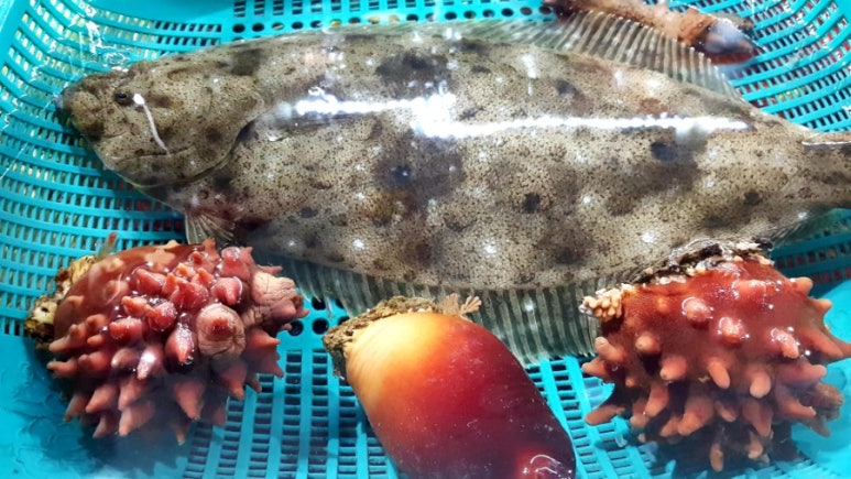 바다호집 이미지