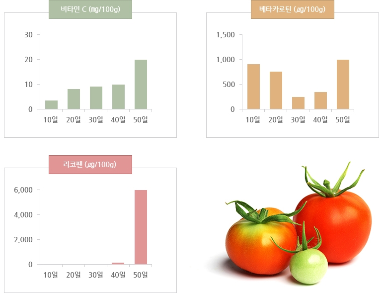 팀토마토 이미지