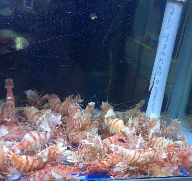 세꼬시닷컴 이미지