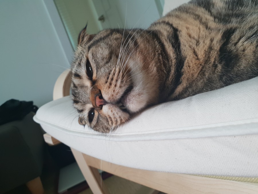메옹이 이미지
