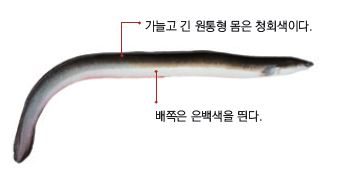 원통풍천민물장어 이미지