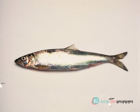 바다슈퍼 이미지