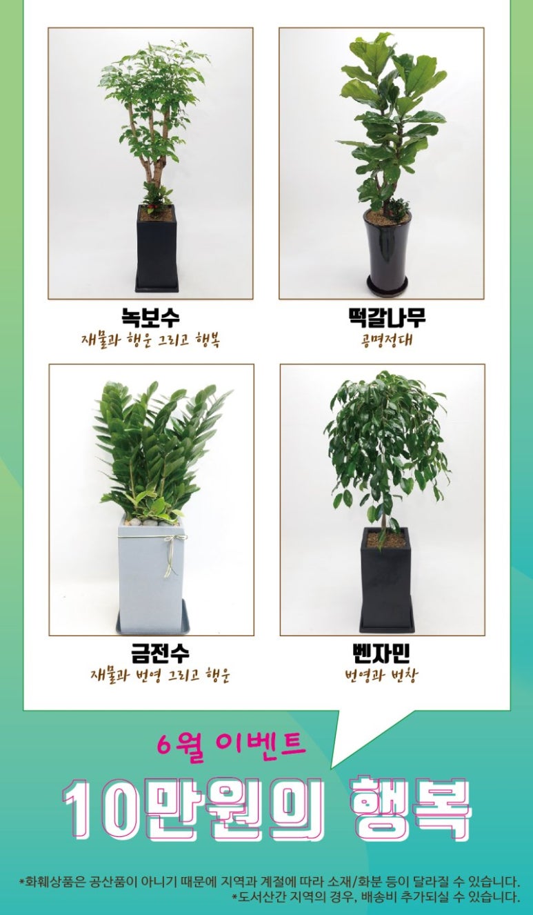 하우스플라워 이미지