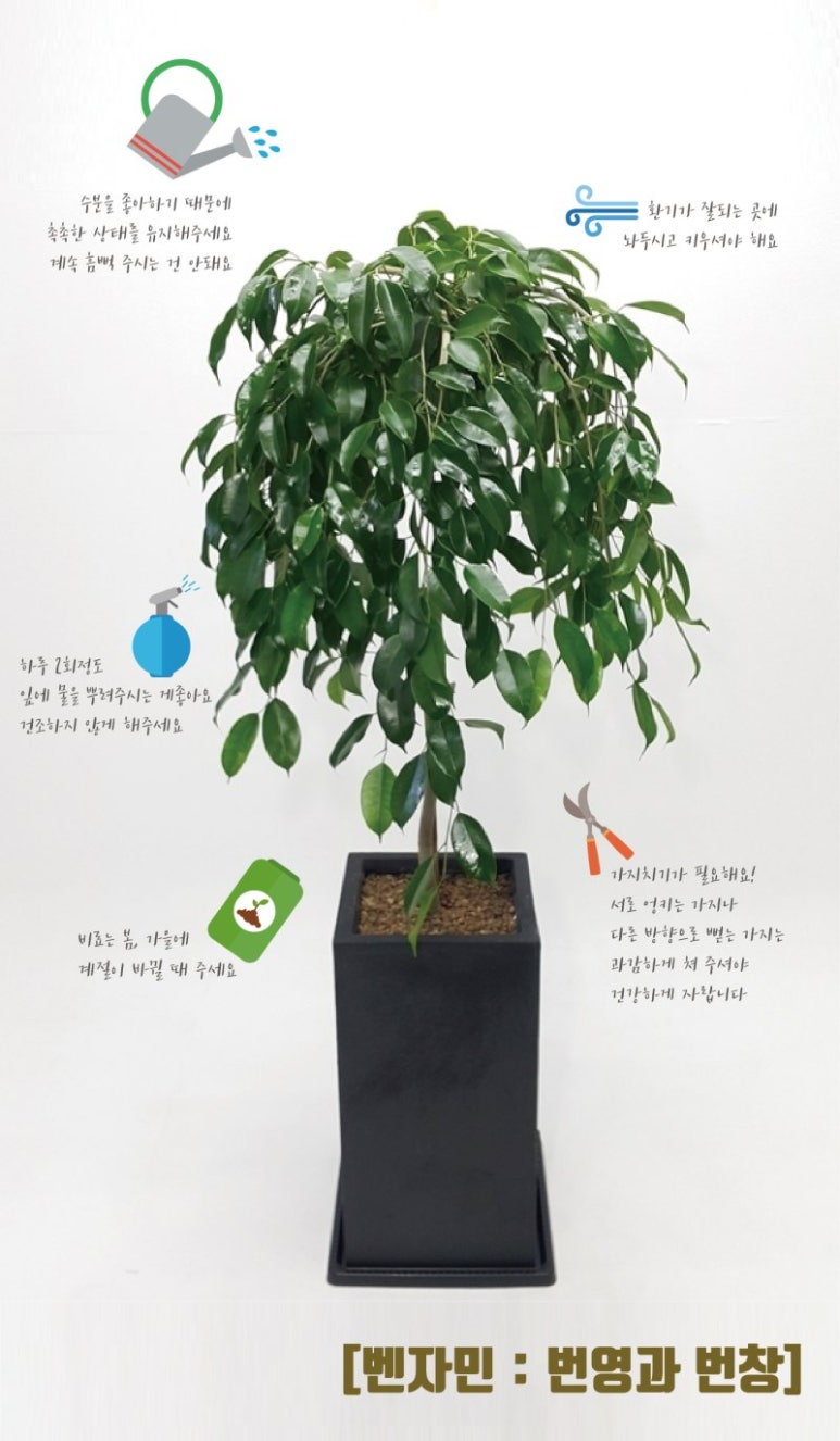 하우스플라워 이미지