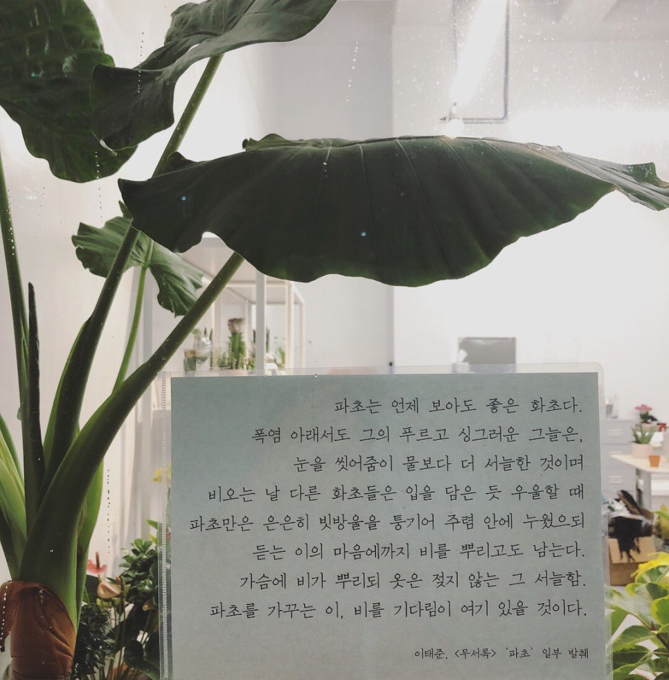 남국의파초 이미지