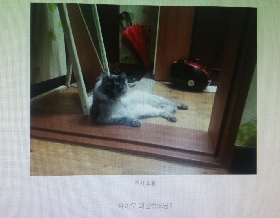 코코리사 이미지