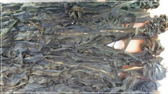 청정미역 이미지