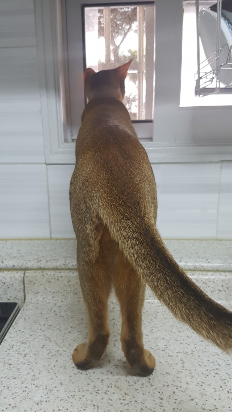 토군 이미지