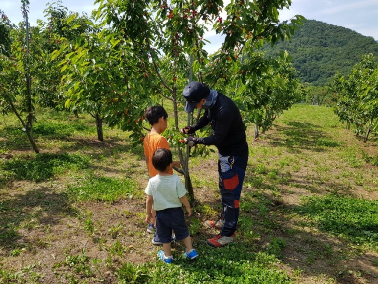 체리 팜 이미지