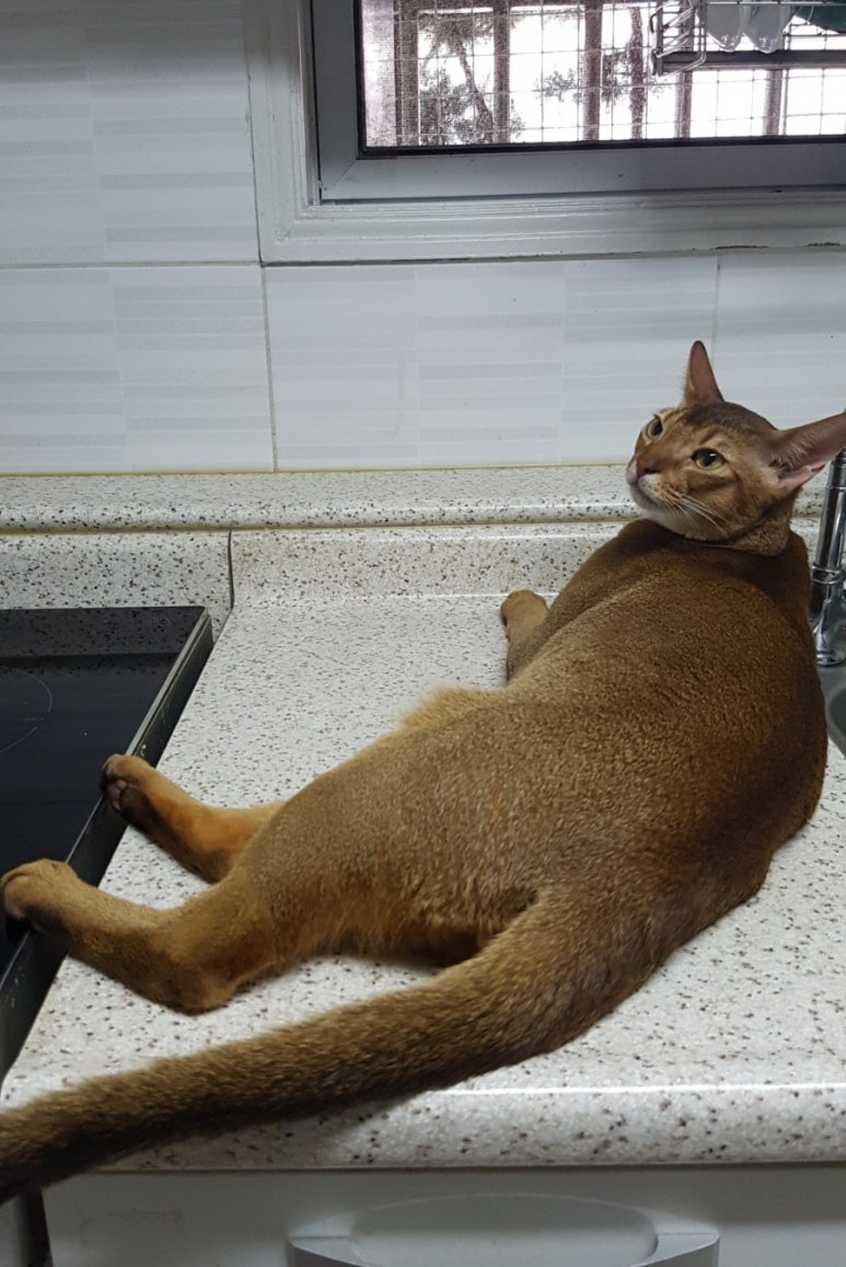 토군 이미지