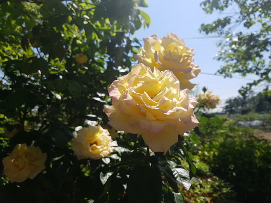 엘림식품 이미지