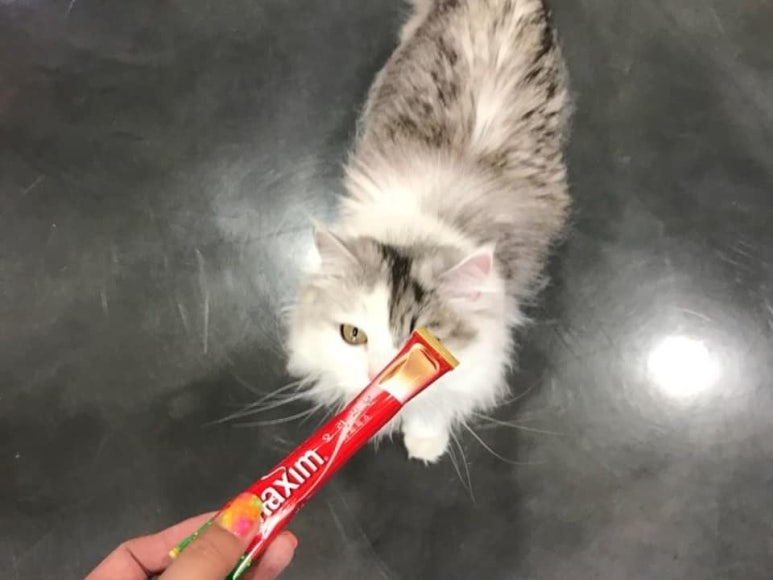 네일츄르 이미지