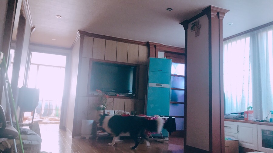 카타리나플라워 이미지